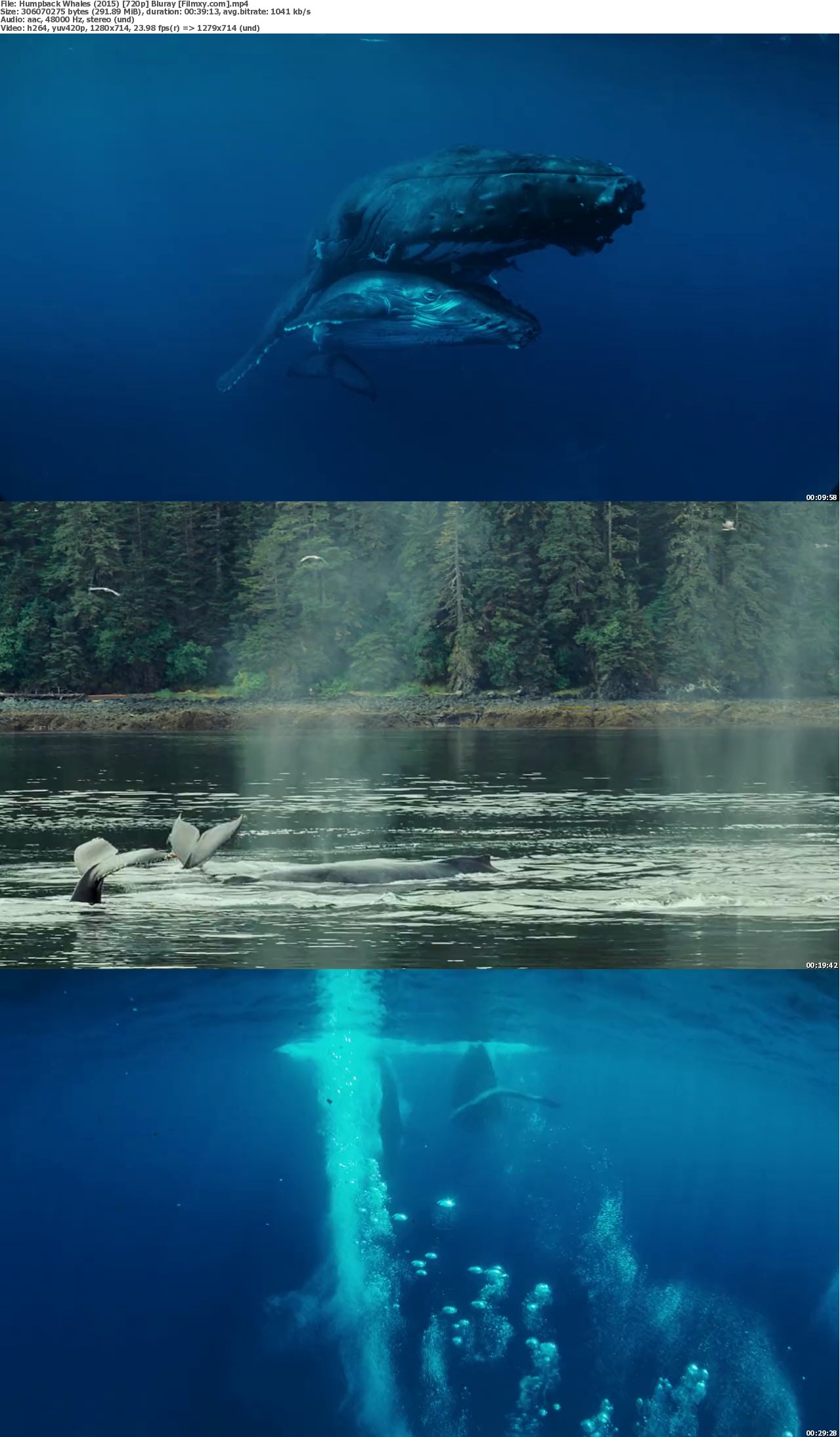 Humpback Whales (2015) 720p & 1080p Bluray Free Download – Filmxy