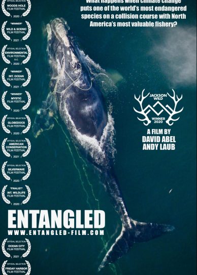 Entangled: The Race to Save Right Whales from Extinction Cover